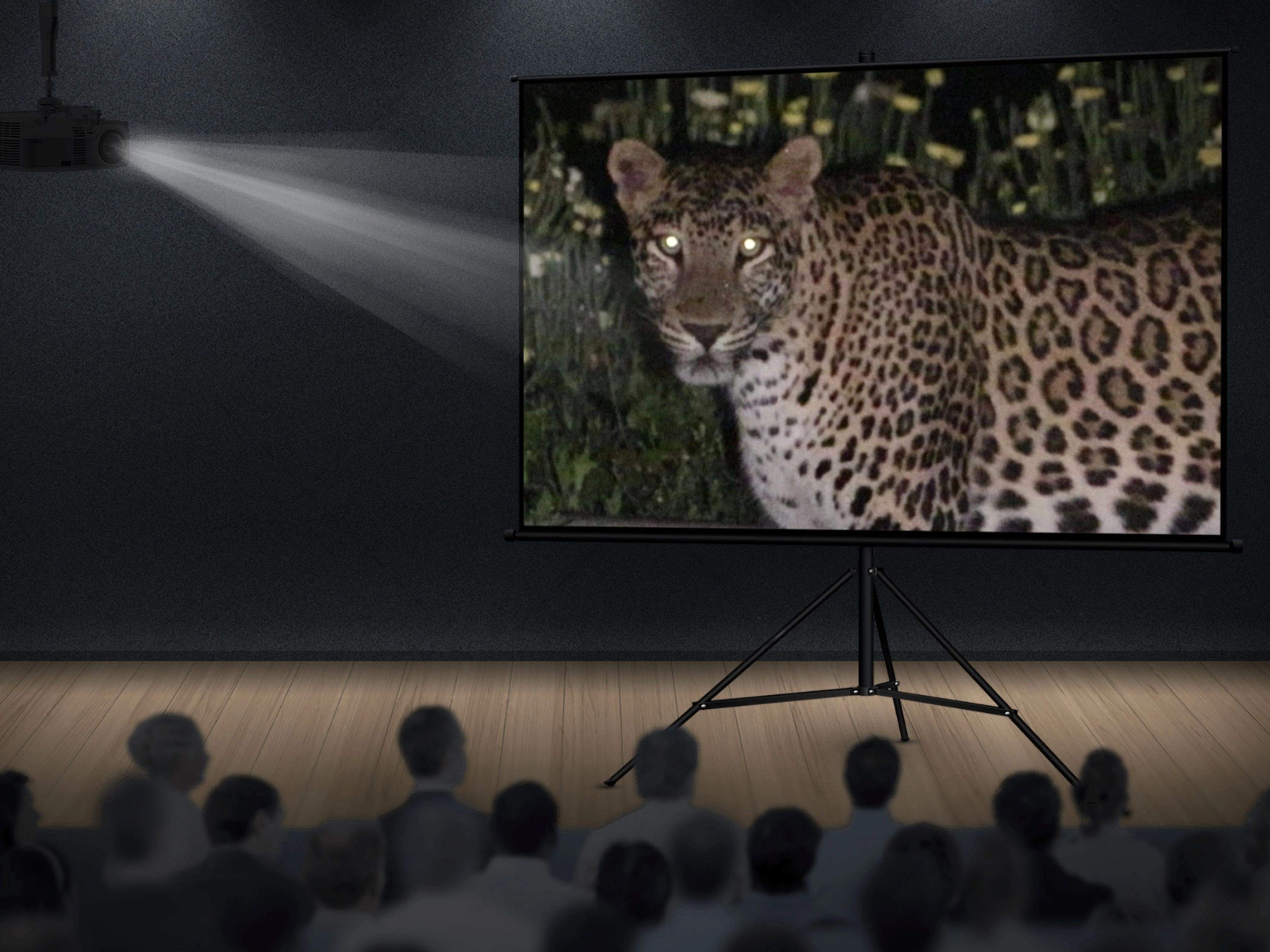 Wildlife documentary screening at Ramsukh Resort with a large projector display.